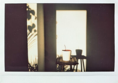 Wide format Polaroid photograph of a white plant pot holding the remains of a dead plant on a small wooden stool, backlit by bright window light casting dramatic plant shadows on a dark wall.